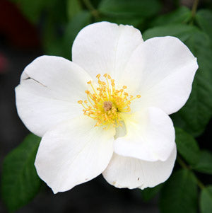 Sally Holmes Rose - Thumbnail 2