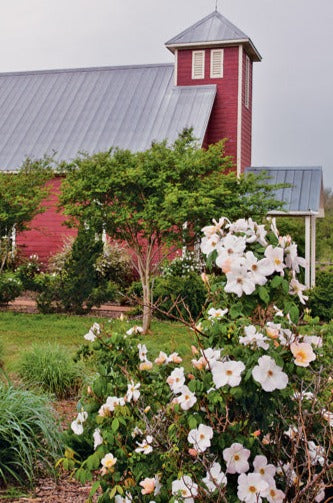 Sally Holmes Rose - Thumbnail 3