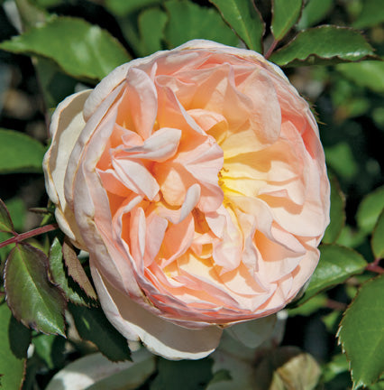 Gypsy Sue – Antique Rose Emporium