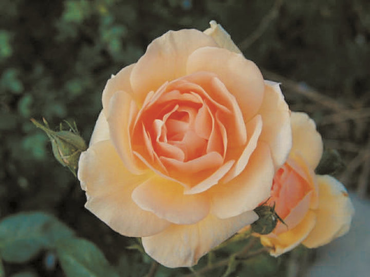 Gold Blush