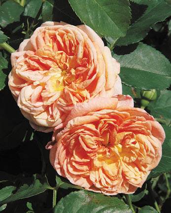 Antique Rose Emporium Alchymist