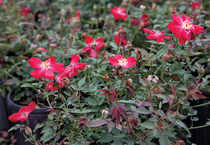 Martha Gonzales – Antique Rose Emporium