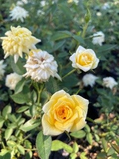 Rise-N-Shine – Antique Rose Emporium