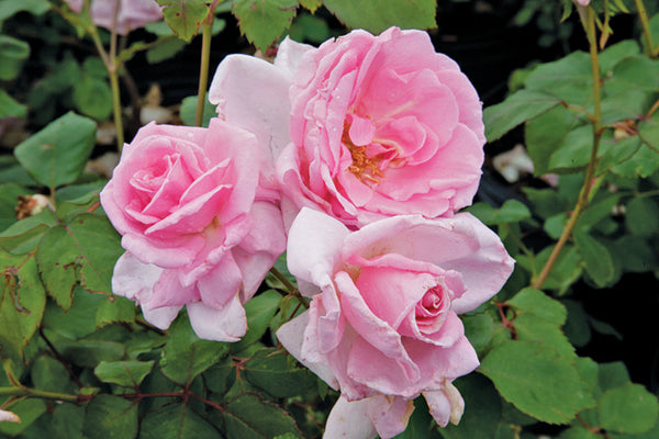 rose pinkページ♡ 2228_Landmark_mug_grande.jpg?v