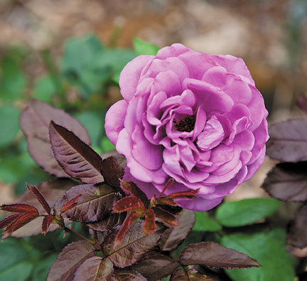 Kordes Plum Perfect Sunbelt - Thumbnail 5