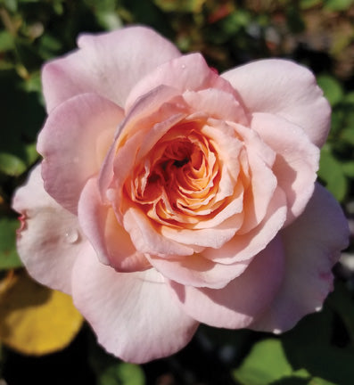 All Roses – Antique Rose Emporium