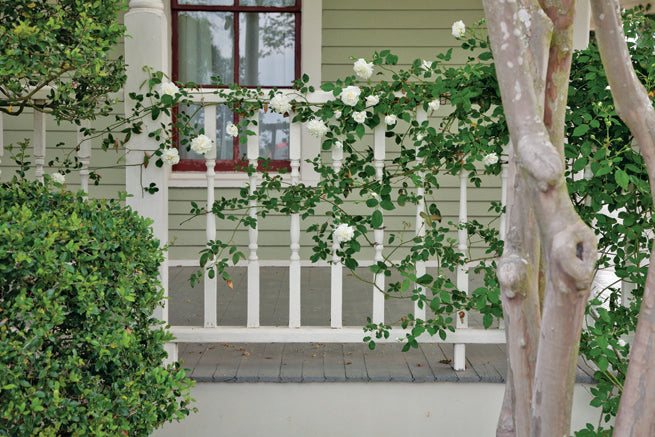 Lamarque – Antique Rose Emporium