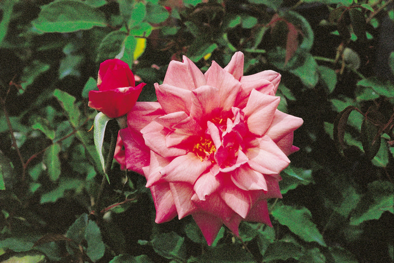 Bon Silene