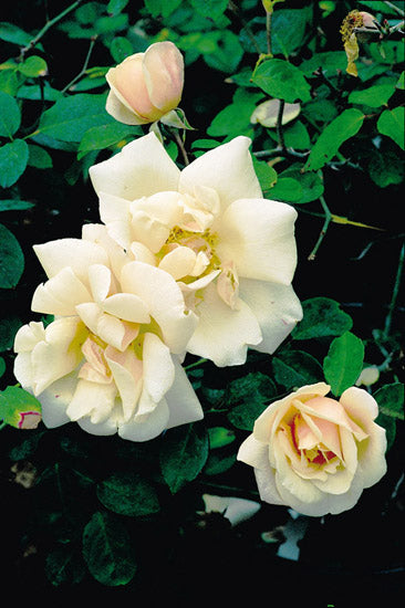 Safrano – Antique Rose Emporium