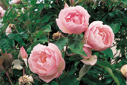Antique Rose Emporium Duchesse De Brabant - Thumbnail 2