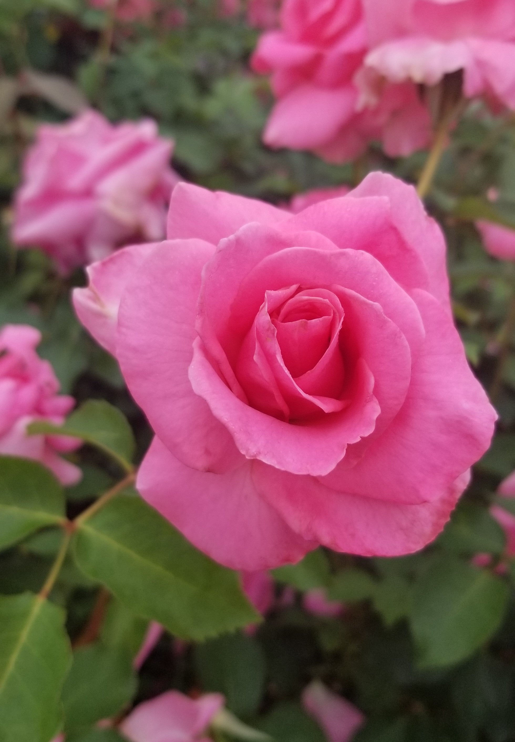 【GUAXS 】NAGAA Rose L NAGAA L Rose Guaxs - FMDESIGN ELEMENTS