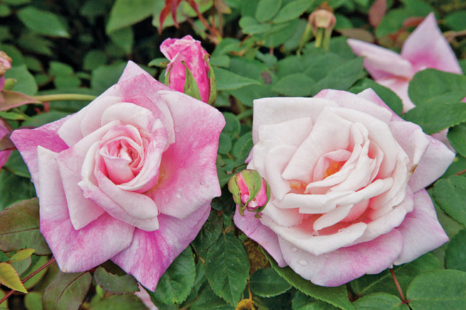 Madame Antoine Mari – Antique Rose Emporium