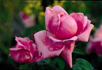 Madame Caroline Testout, Cl – Antique Rose Emporium