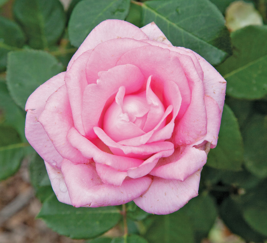 Beverly Rae Rose Beverly™ - Eleganza® – Antique Rose Emporium