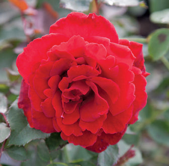 Antique Rose Emporium Don Juan Climbing Rose