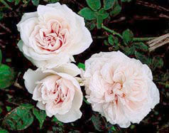 Souvenir De La Malmaison – Antique Rose Emporium
