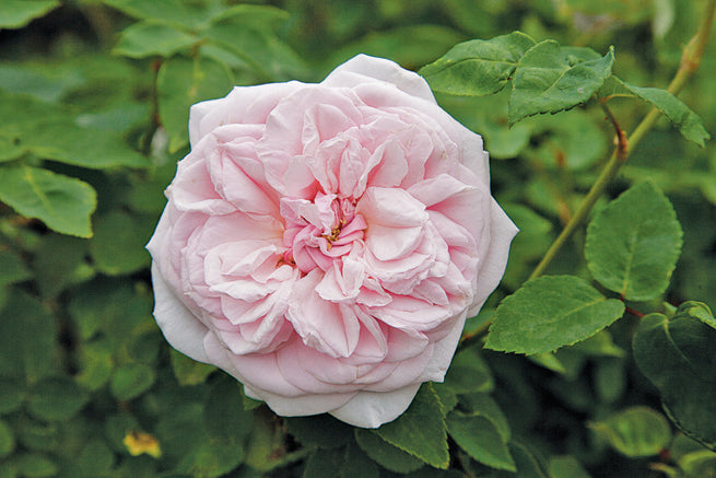 Antique Rose Emporium Souvenir De La Malmaison