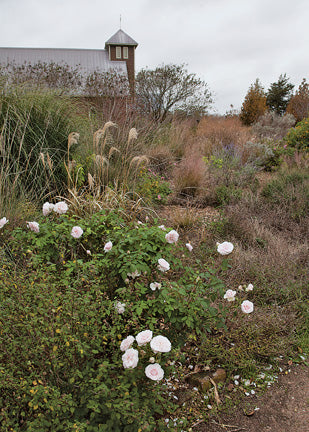Souvenir De La Malmaison – Antique Rose Emporium