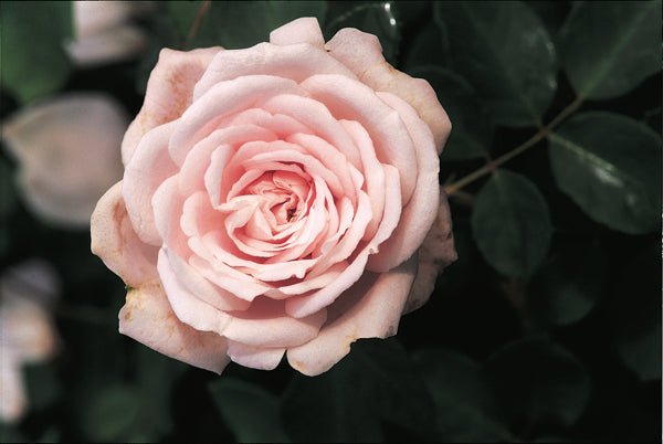 Coquette Des Blanches