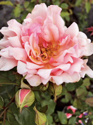 Antique Rose Emporium Albertine