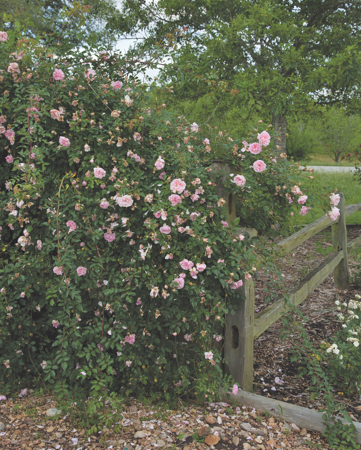 Antique Rose Emporium Albertine - Thumbnail 2