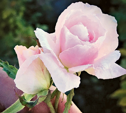 Antique Rose Emporium Cecile Brunner Climber