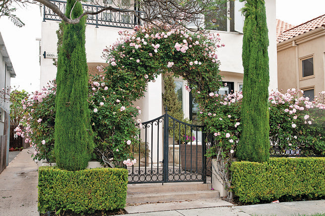 Cecile Brunner Climber - Thumbnail 4