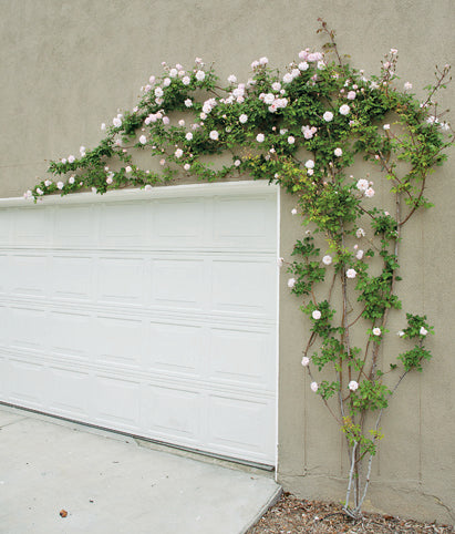 Cecile Brunner Climber - Thumbnail 2