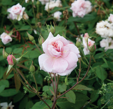 Antique Rose Emporium Cecile Brunner Climber - Thumbnail 3