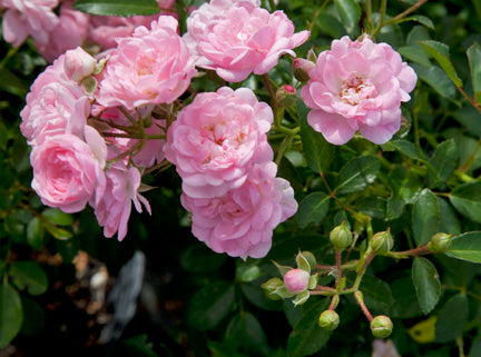 The Fairy – Antique Rose Emporium