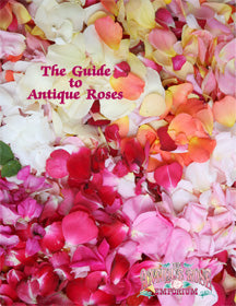 Guide To Antique Roses – Antique Rose Emporium