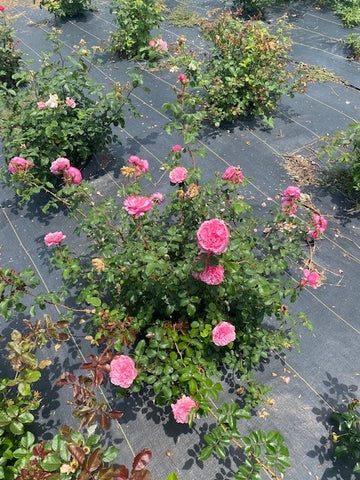 Wicked Sister – Antique Rose Emporium