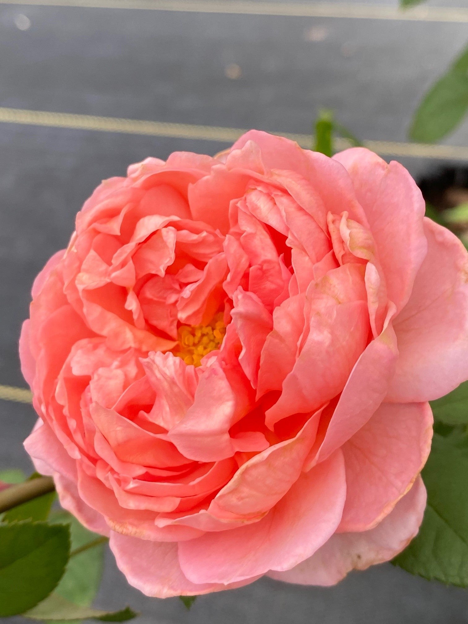 Prairieville Prince – Antique Rose Emporium