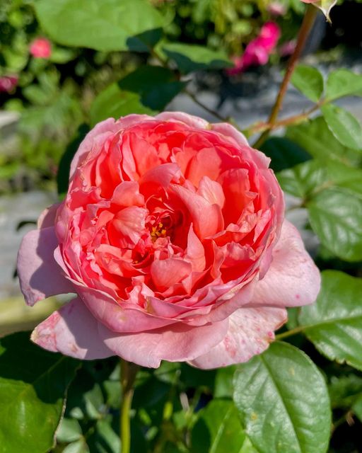 プレイリーローズ Prairie Rose – Antique Rose Emporium