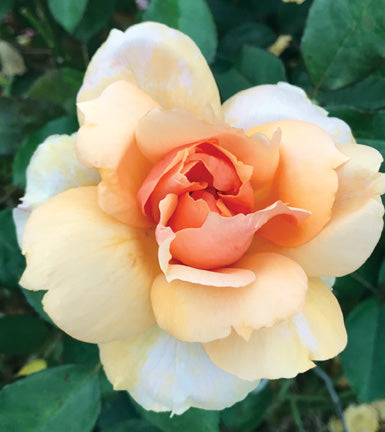 Single peach rose called Soul Sister
