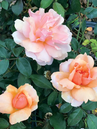 Multicolor rose bush, cluster of 3 peach and copper roses called Soul Sister.